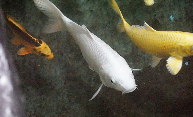神社の池で泳ぐ白と金色の鯉
