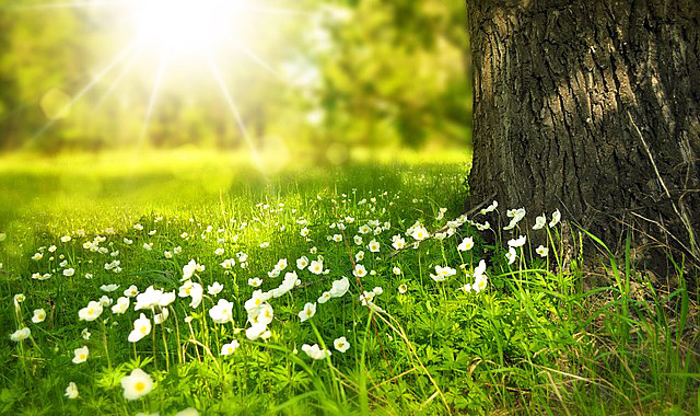 太陽の光に照らされる木と白い小花・浄化のイメージ