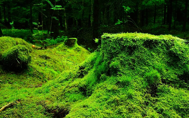 苔のパワースポット