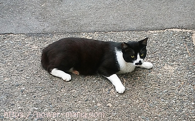 長田神社にいた白黒の猫ちゃんが警戒する様子