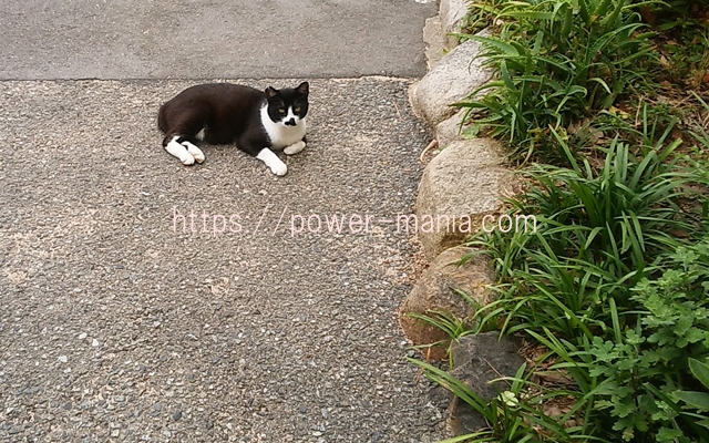 長田神社にいた白黒の猫ちゃん