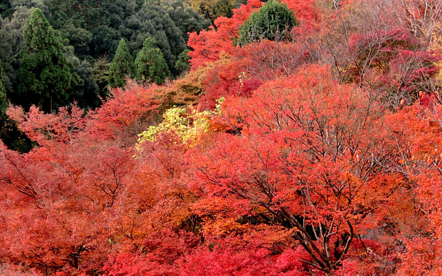 京都の山の紅葉
