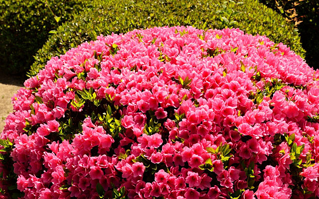 つつじの花
