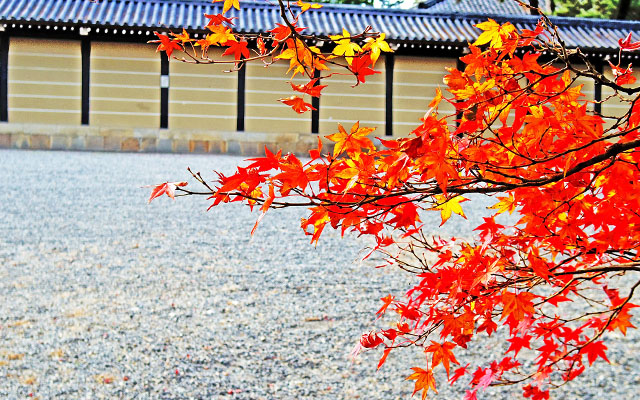 京都御苑の紅葉