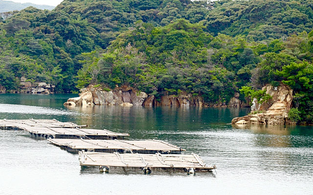 真珠の養殖場