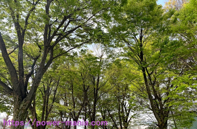 六所神社の境内の木々