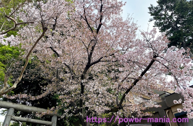 六所神社の桜の花