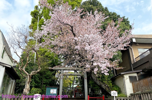 六所神社の鳥居前の桜の木