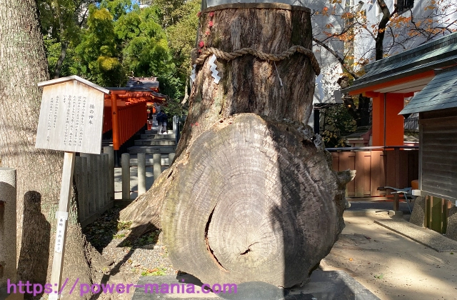 生田神社の楠の御神木
